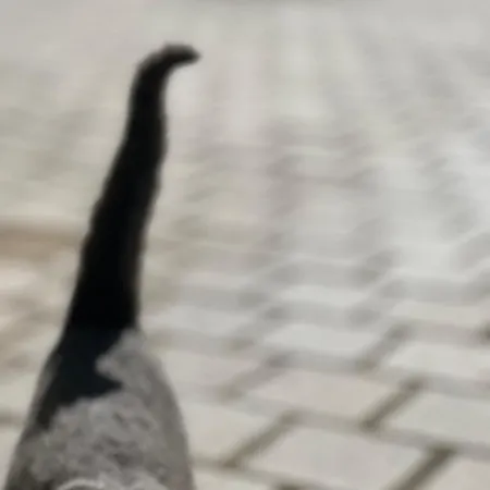 Martin شقة فندقية 3*