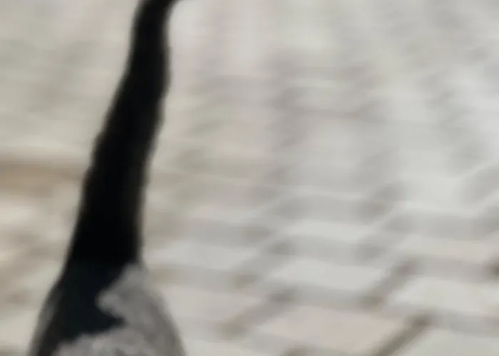 Martin アパートホテル 3*